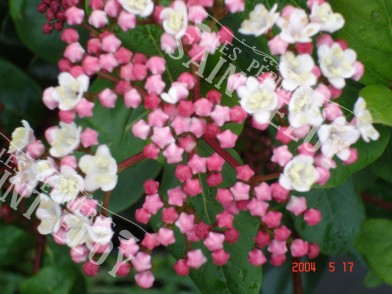 Viburnum tinus gwenliane